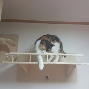 플레이캣 고양이 구름다리 놀이터